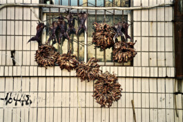 Jan Schneider Steenhuss Fotografie