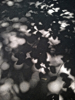 Jan Schneider Steenhuss Fotografie