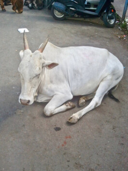 Jan Schneider Steenhuss Fotografie